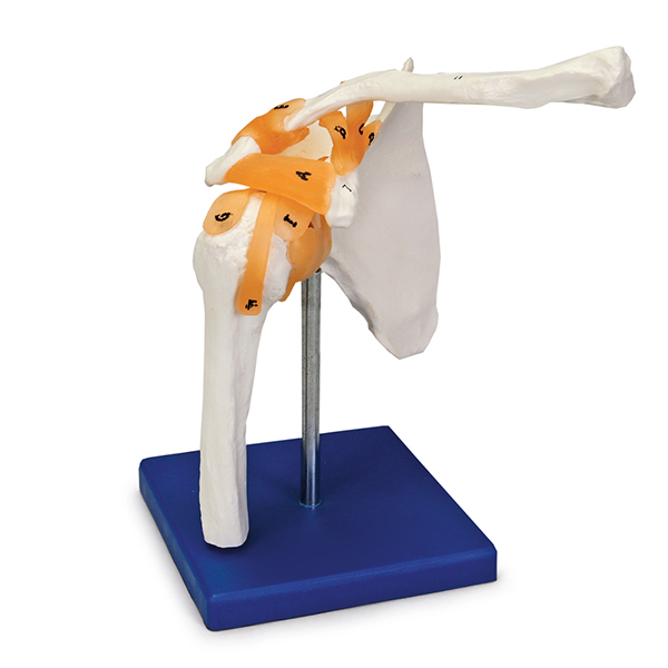 Shoulder Joint Model